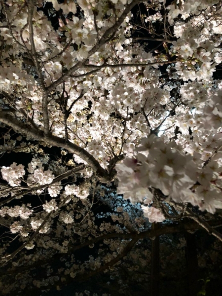 桜
