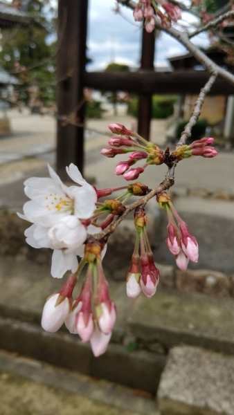 桜